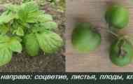 Компир